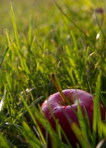 Ripe apples hidden in the grass