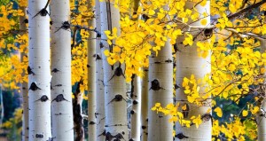 Aspen trees in the Rocky Mountain National Park during the fall.